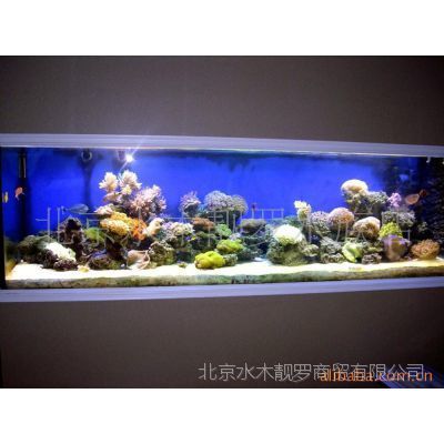 白玉石放魚缸好不好養(yǎng)護呀：白玉石放魚缸對養(yǎng)魚有影響嗎？ 魚缸百科 第1張