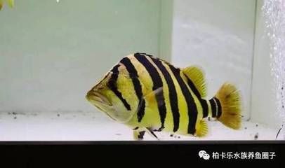 虎魚一定要喂活食么：虎魚一定要喂活食么， 虎魚百科 第1張