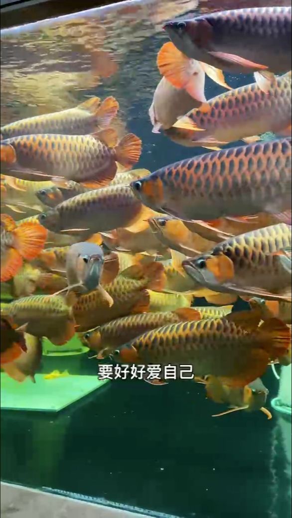 百龍缸：元宵起池龍年大吉 觀賞魚論壇