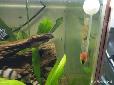 吃魚缸褐藻的都有哪些魚：吃褐藻的魚類有哪些？ 魚缸百科 第2張