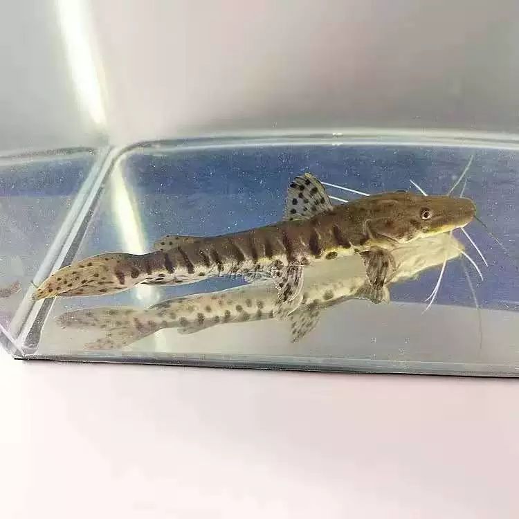 斑馬鴨嘴魚對水溫的要求：斑馬魚對水溫的要求 斑馬狗頭魚 第2張