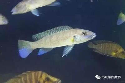 慈鯛可以長多大的魚缸：如何選擇慈鯛魚缸 魚缸百科 第1張