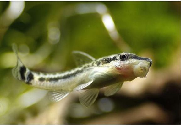 大魚(yú)缸工具魚(yú)哪種最好：大魚(yú)缸工具魚(yú)的選擇工具魚(yú)的養(yǎng)護(hù)技巧和選擇工具魚(yú)的特點(diǎn) 魚(yú)缸百科 第3張