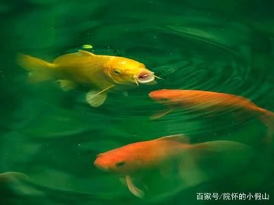 冬天錦鯉魚缸換水的正確方法視頻：冬天錦鯉魚缸換水的正確方法 魚缸百科 第4張