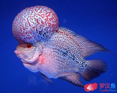 龍魚怎么馴服最好：馴養(yǎng)龍魚的注意事項 龍魚百科 第1張