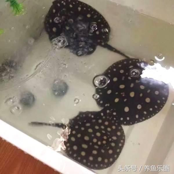 魟魚繁殖注意事項和方法：魟魚的繁殖注意事項和方法 魟魚百科 第3張