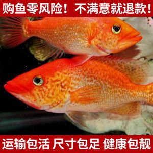 泰國三紋老虎魚價格：泰國三紋老虎魚價格因素不同，泰國三紋老虎魚價格 泰國虎魚