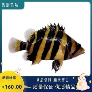 小虎魚苗吃什么：小虎魚吃什么 虎魚百科 第3張