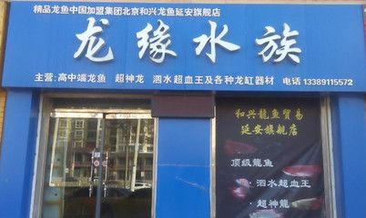 北京和興龍魚官網(wǎng)旗艦店：北京和興龍魚貿(mào)易 龍魚百科 第1張