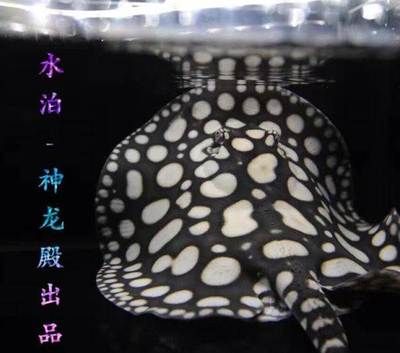 北京和興龍魚官網(wǎng)旗艦店：北京和興龍魚貿(mào)易 龍魚百科 第3張