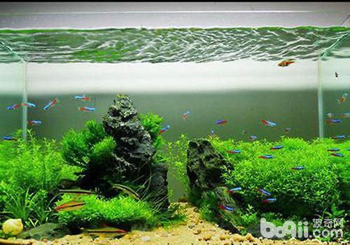 大蘇打魚(yú)缸怎么用好：大蘇打在魚(yú)缸中的使用方法 魚(yú)缸百科 第4張