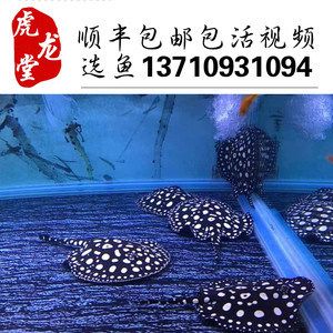 半套魟魚值不值得養(yǎng)：半套魟魚值不值得養(yǎng)， 魟魚百科 第1張