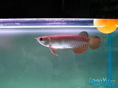 50公分高背金龍魚視頻收看：50公分高背金龍魚的特點 龍魚百科 第3張