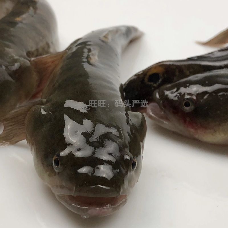 虎魚和黑魚哪個(gè)厲害：虎魚和黑魚哪個(gè)厲害？ 虎魚百科 第3張