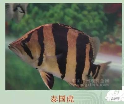 泰國虎是什么魚種類的圖片：泰國虎是什么魚種 泰國虎魚 第2張