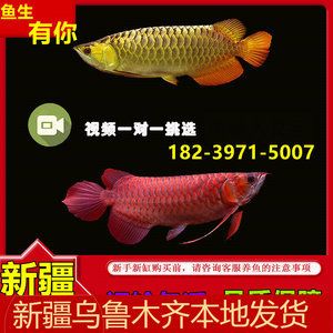 魟魚的價格與品種介紹：魟魚價格與品種介紹 魟魚百科 第1張