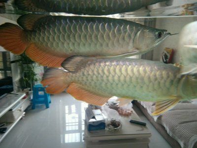 龍魚甩鰭甩頭內(nèi)寄還是外寄？：龍魚甩鰭甩頭內(nèi)寄還是外寄 龍魚百科 第3張