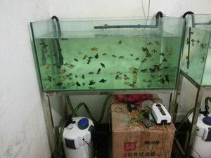 白點魚缸怎么消毒的：白點魚缸怎么消毒？ 魚缸百科 第3張