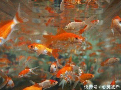 大魚缸消毒最簡單的方法視頻教學(xué)：大魚缸消毒方法魚缸消毒方法魚缸消毒注意事項(xiàng)