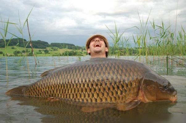 魟魚總是往水面上撲水怎么回事：魟魚往水面上撲水怎么回事 魟魚百科