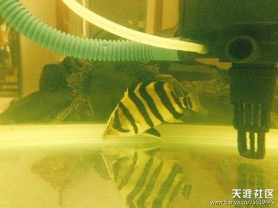 小虎魚(yú)吃啥長(zhǎng)的快又好養(yǎng)：小虎魚(yú)吃啥長(zhǎng)得快又好養(yǎng) 虎魚(yú)百科 第3張