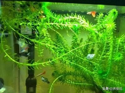 從哪里可以買到便宜的魚缸水草：如何購買便宜的魚缸水草 魚缸百科 第1張