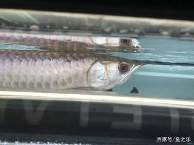 b過龍魚有機(jī)會過背嗎：b級過背金龍魚過背金龍魚過背金龍魚過背金龍魚吧 龍魚百科 第3張