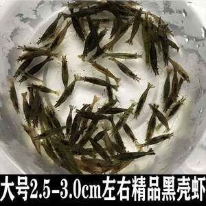 龍魚喂飼料還是喂蝦好一點(diǎn)：龍魚在幼年時(shí)期喂蝦較好，而成年之后則可以適當(dāng)喂食合成飼料