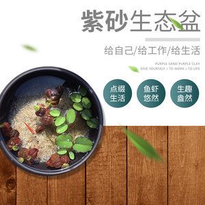 印尼虎魚缸怎么造景：印尼虎魚生活的魚缸環(huán)境，印尼虎魚缸怎么造景