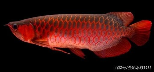 紅龍魚垢和底色怎么區(qū)分：紅龍魚的垢和底色怎么區(qū)分