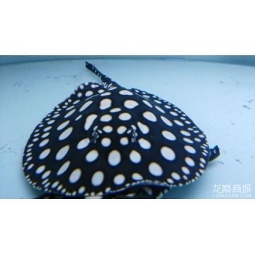 極品魟魚皇冠黑白：極品品魟魚皇冠黑白