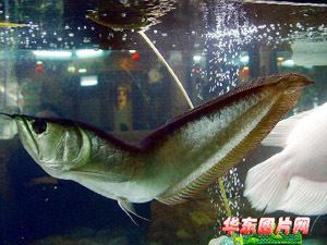 銀龍魚(yú)常見(jiàn)病圖解和癥狀：銀龍魚(yú)幾種常見(jiàn)疾病癥狀及防治措施 龍魚(yú)百科 第2張