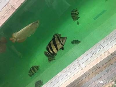 泰虎魚怎么養(yǎng)殖的圖片：泰虎魚怎么養(yǎng)殖 泰國虎魚 第1張