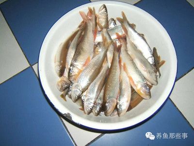 魟魚到家?guī)滋煳故常盒沦I的魟魚到家后喂食的時(shí)間存在一定的差異，具體取決于魟魚的大小和狀態(tài) 魟魚百科 第2張