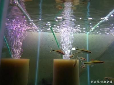 大廳能放魚缸嗎：魚缸在大廳放置魚缸時需要考慮一些風水學中的因素 魚缸百科 第3張