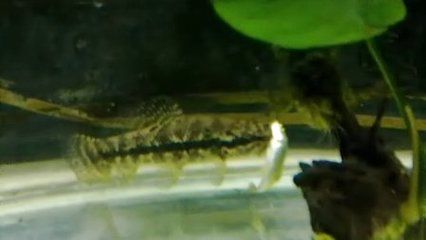 虎魚的種類和介紹視頻：虎魚是一種以其強(qiáng)烈的好斗性、掠奪習(xí)性或外觀而聞名的魚類 泰國虎魚 第3張