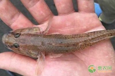 虎魚有幾種：虎魚有幾種類型， 泰國虎魚 第1張