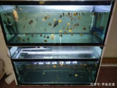 多久清洗魚缸,全部換水：魚缸水質(zhì)管理的重要性