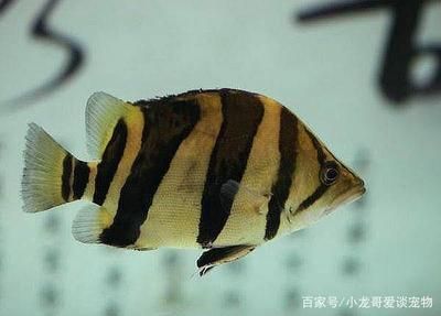 虎魚(yú)的特征：泰國(guó)虎魚(yú)的特點(diǎn)