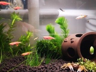 sunsun魚缸價格森森：sunsun（森森）魚缸價格 森森魚缸 第3張