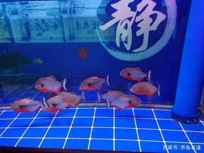 虎魚無緣無故的死了：虎魚死亡的原因有哪些？ 虎魚百科