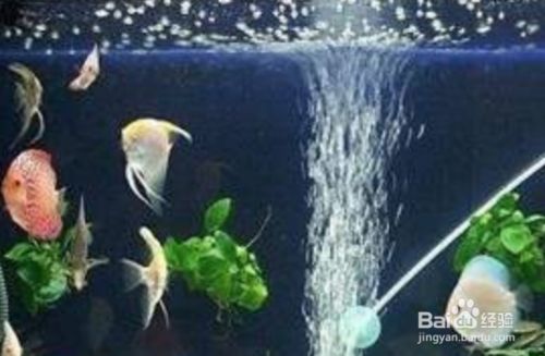 冬天魚缸怎么換水的正確方法：冬天魚缸換水正確換水步驟和注意事項和注意事項 魚缸百科 第1張