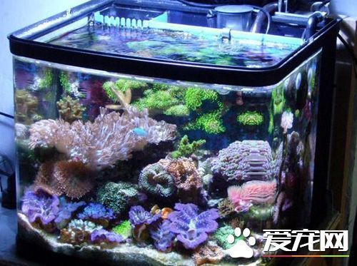 大型魚缸養(yǎng)什么魚好看又實(shí)用：大型魚缸適合放置各種類型的魚類 魚缸百科 第1張