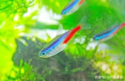 暴曬的水能馬上放魚缸：暴曬后的水可以直接倒入魚缸嗎？ 魚缸百科 第1張