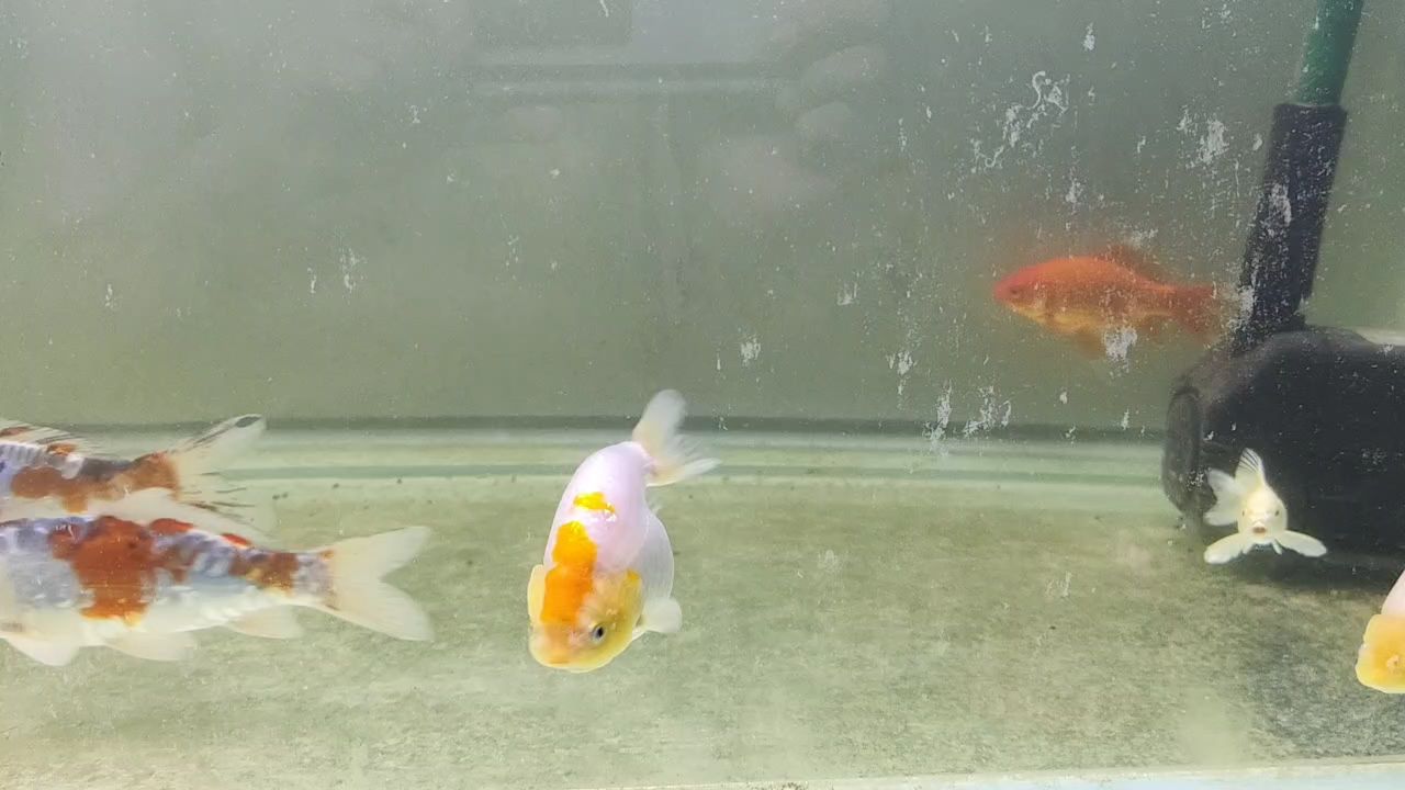 快看！有條鬼子魚：丑萌丑萌的蘭壽,小魚缸養(yǎng)大龍魚 觀賞魚論壇