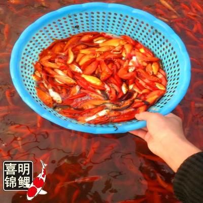 錦鯉飼料喂龍魚行嗎：錦鯉飼料是否適合喂養(yǎng)龍魚 龍魚百科 第2張