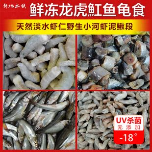 虎魚一次喂多少龜糧：虎魚一次應(yīng)該喂多少龜糧 虎魚百科 第3張