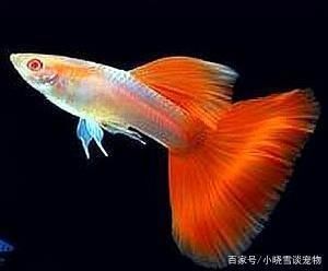 冬天鳳尾魚(yú)魚(yú)缸的溫度多少最好：冬天鳳尾魚(yú)魚(yú)缸溫度的建議：鳳尾魚(yú)最適合生長(zhǎng)的水溫