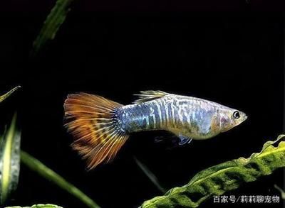 冬天鳳尾魚(yú)魚(yú)缸的溫度多少最好：冬天鳳尾魚(yú)魚(yú)缸溫度的建議：鳳尾魚(yú)最適合生長(zhǎng)的水溫