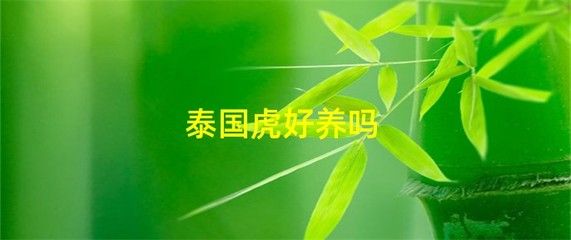 泰國虎喜歡什么樣的水質(zhì)環(huán)境：泰國虎魚喜歡什么樣的水質(zhì)環(huán)境